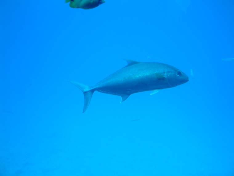DSCF0065